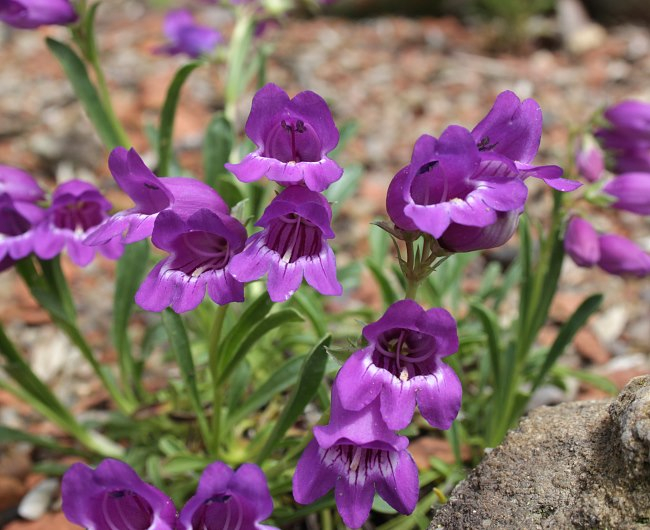 Penstemon hallii