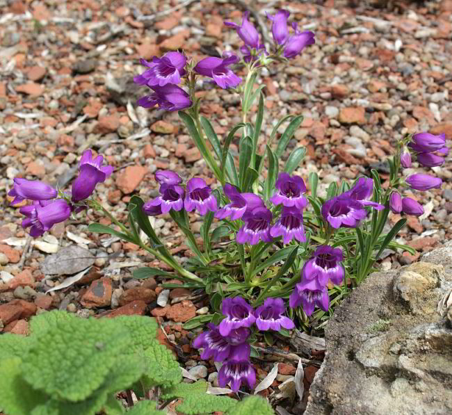 Penstemon hallii