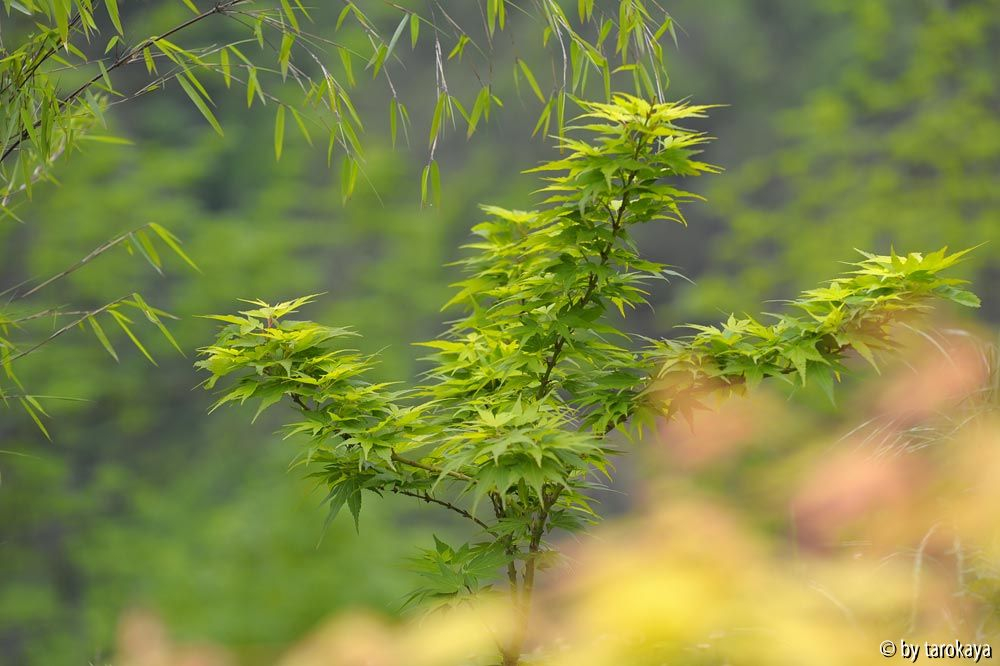 acer palm. mikawa yatsubusa13