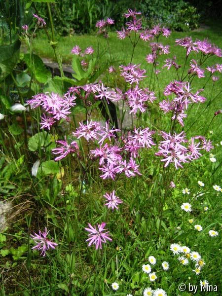 Lychnis flos cuculi am Teich