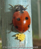 Marienkäfer bei der Eiablage im Gewächshaus