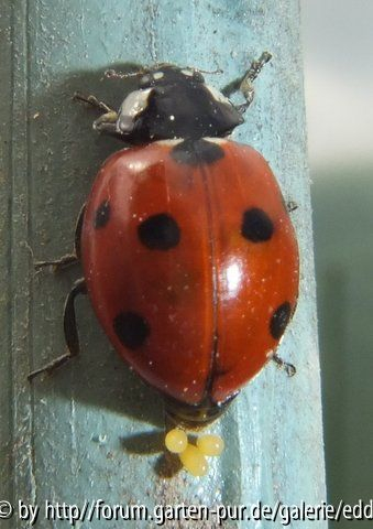 Marienkäfer bei der Eiablage im Gewächshaus