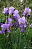 Iris barbata Lovely again