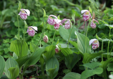 Cypripedium guttatum