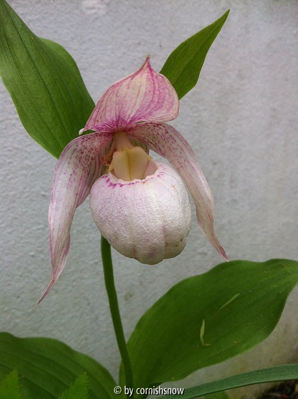 Cyp. macranthos - Semialba I