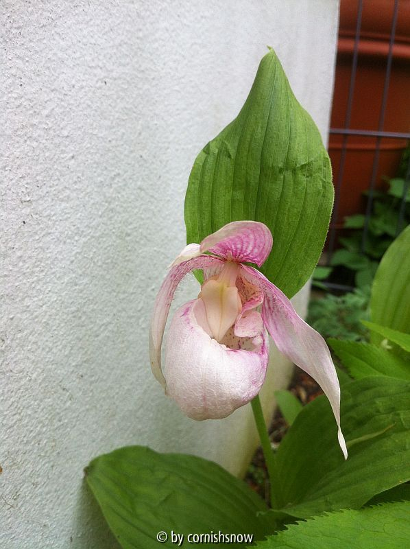 Cyp. macranthos - Semialba II