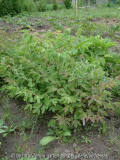 Paeonia-suffruticosa-rockii-Saemlinge