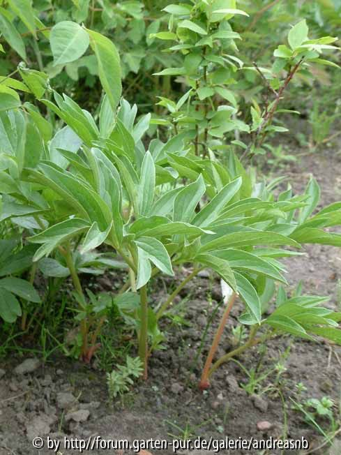 Paeonia-peregrina-Saemlinge