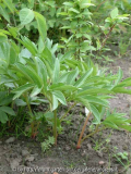Paeonia-peregrina-Saemlinge