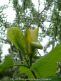Magnolia acuminata 4