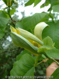 Magnolia acuminata 3
