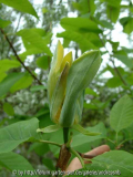 Magnolia acuminata 2