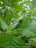 Magnolia acuminata 1