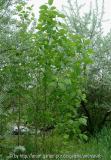 Magnolia acuminata