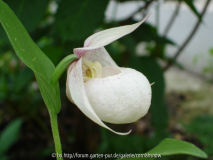 Cypripedium macranthos Seite