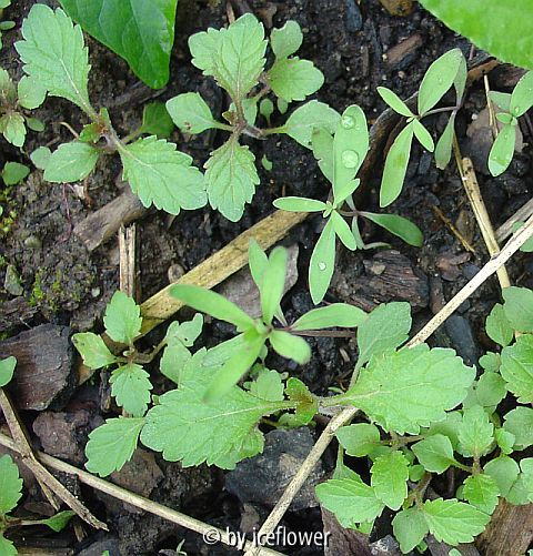 Verbena bonariensis Sämlinge