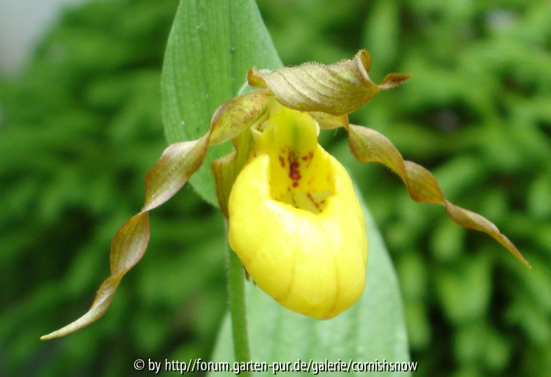 Cypripedium parviflorum ssp. pubescens