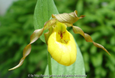 Cypripedium parviflorum ssp. pubescens