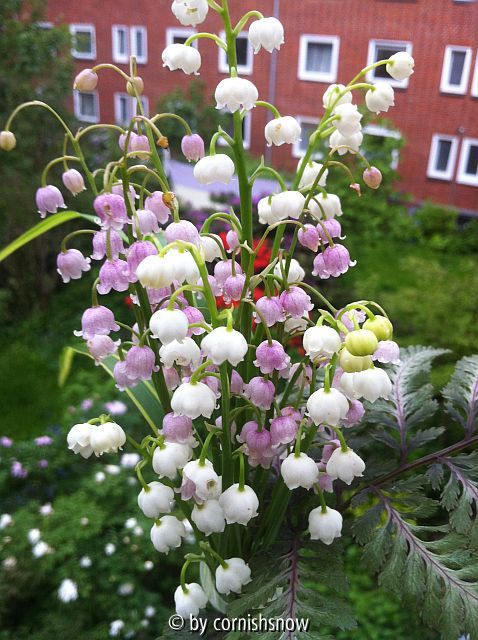 Convallaria weiß und rosa II