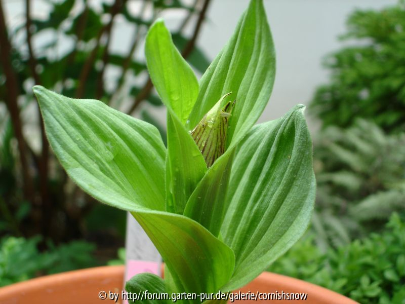 Cypripedium tibeticum 2006 - I