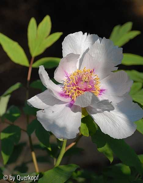 Paeonia rockii weißlila
