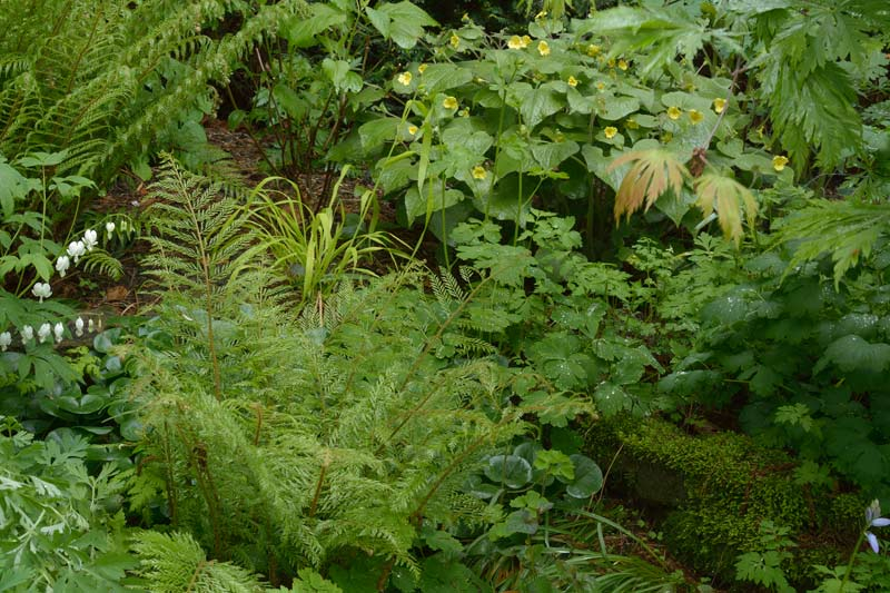 Polystichum ´Green Lace´