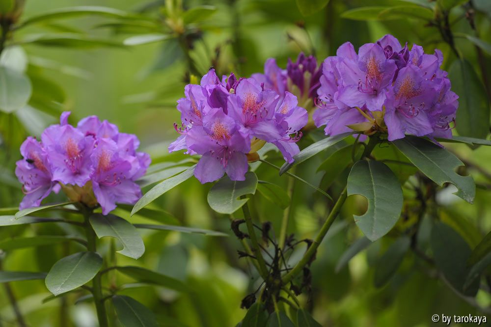 rhodo mauer