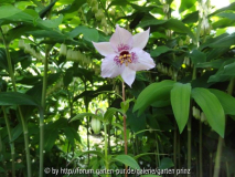 Nomocharis aperta May 2013