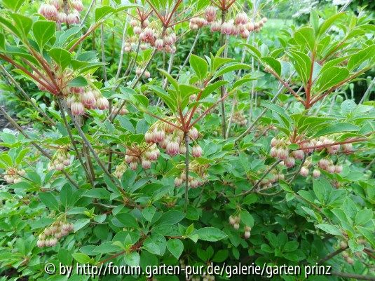 Enkianthus campanulatus May 2013