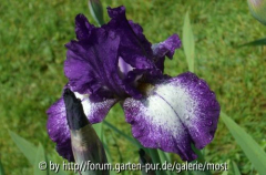 Iris 6.jpg