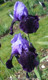 Iris 5.jpg