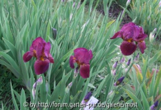 Iris 4.jpg