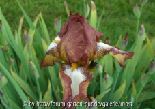 Iris 3.jpg