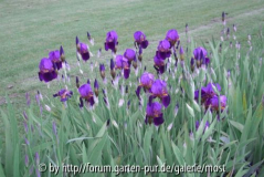 Iris 2.jpg