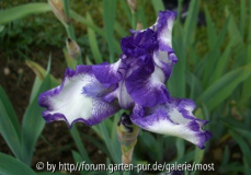 Iris 1.jpg