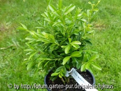 Buxus bodinieri
