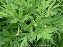 Paeonia delavayi var. lutea 2