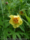 Paeonia delavayi var. lutea 1