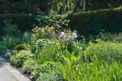 ´English Cottage´ im Weissen Beet