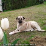 Kangaldame Aika mit weißen Tulpen