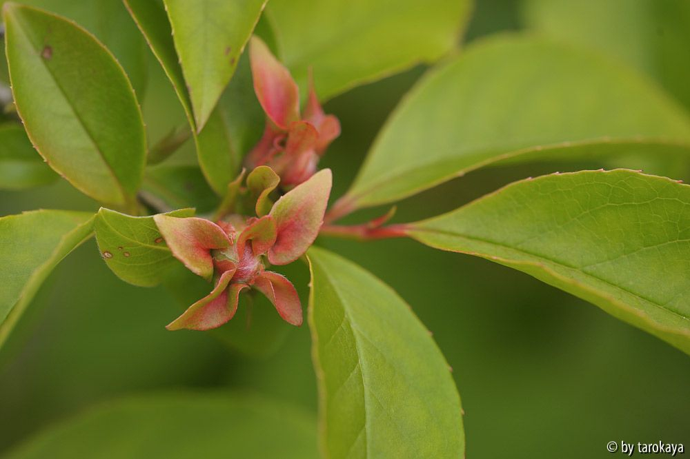 stewartia rostrata knospen