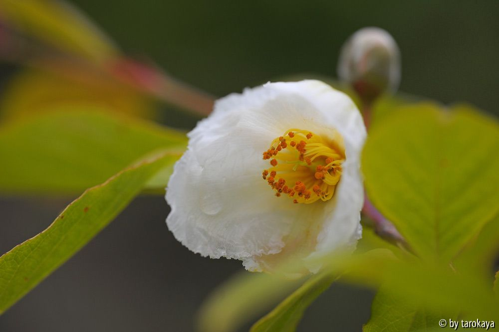 stewartia pseudocamellia2