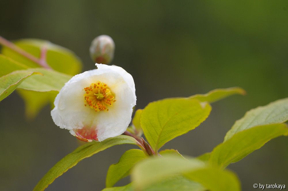 stewartia pseudocamellia
