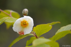 stewartia pseudocamellia