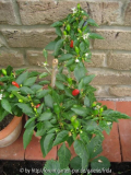 Chili_SibirHausPapr_2819_20060522.jpg