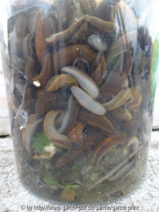Slugs and snails 2