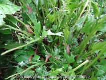 Slugs and snails 1