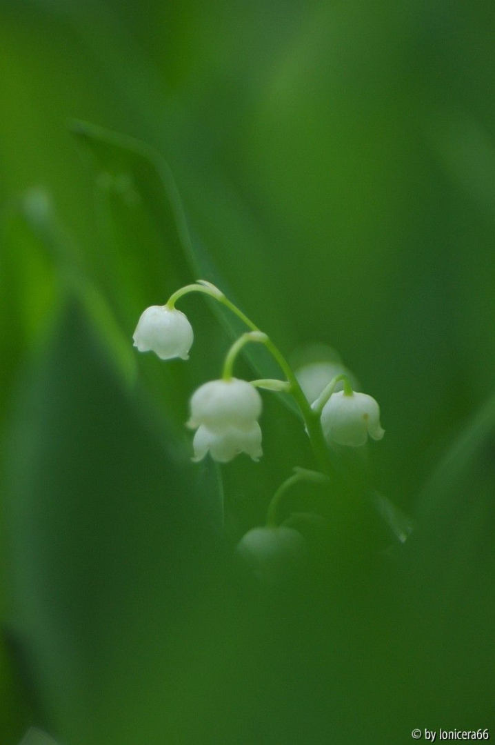 meichlögchen
