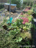 bienenstand mai 2013