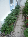 Erdäpfel im Kübel